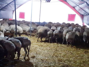 Sheep Shelters