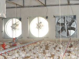 Poultry Fan