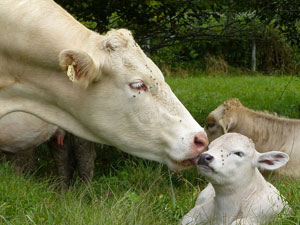 Charolais